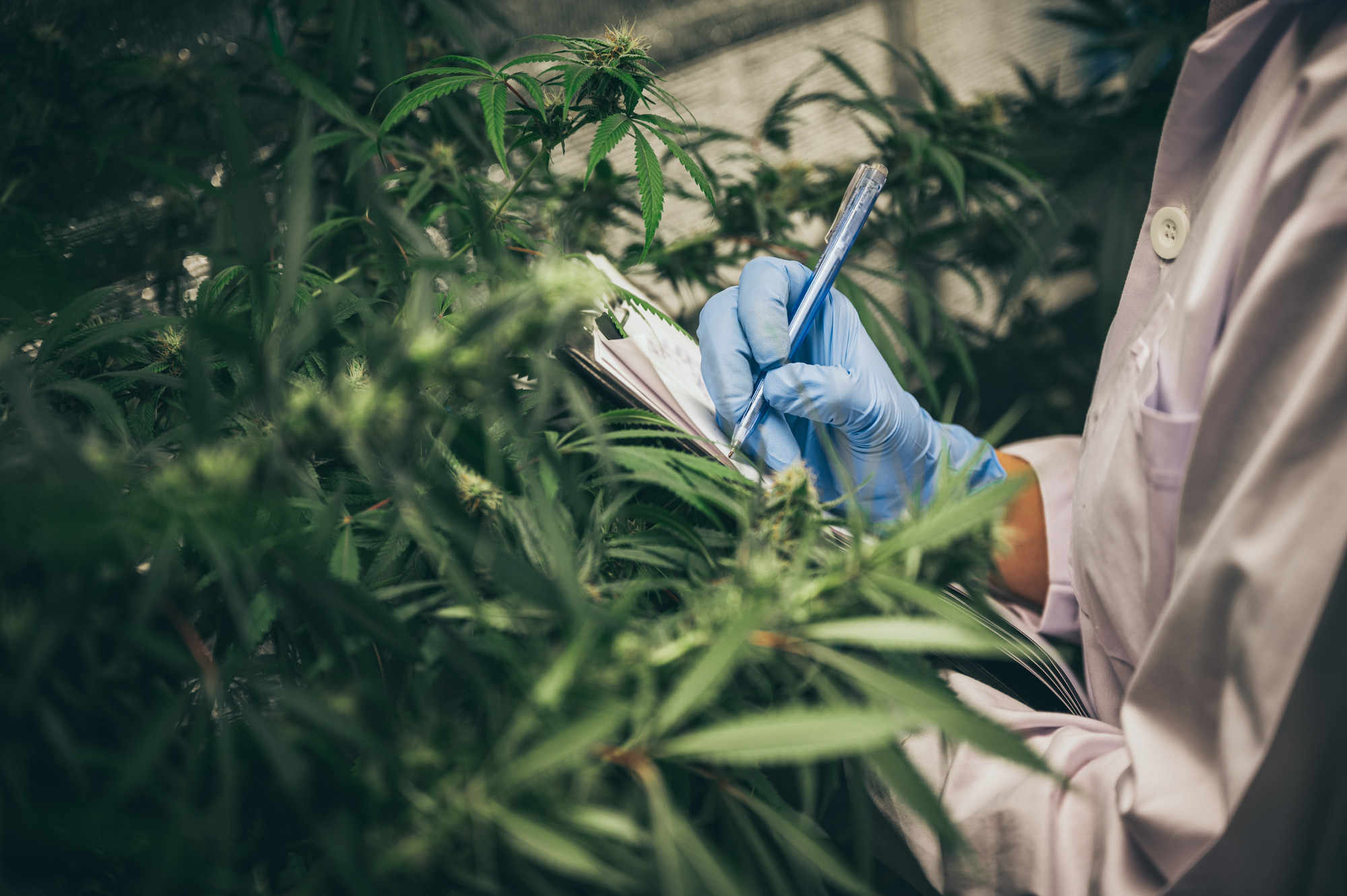 Researchers have shown the cannabis business market is one of the fastest-growing markets out there. If you’re thinking of getting into this successful field, give us a call and let our cannabis business consultants help you!